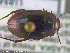  ( - UAM:Ento:203379)  @13 [ ] CreativeCommons - Attribution Non-Commercial No Derivatives (2014) Derek Sikes University of Alaska Museum
