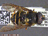  ( - UAM:Ento:230875)  @13 [ ] CreativeCommons - Attribution Non-Commercial No Derivatives (2014) Derek Sikes University of Alaska Museum
