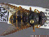  ( - UAM:Ento:230874)  @13 [ ] CreativeCommons - Attribution Non-Commercial No Derivatives (2014) Derek Sikes University of Alaska Museum