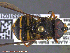  ( - UAM:Ento:230873)  @13 [ ] CreativeCommons - Attribution Non-Commercial No Derivatives (2014) Derek Sikes University of Alaska Museum