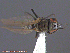  ( - UAM:Ento:232285)  @12 [ ] CreativeCommons - Attribution Non-Commercial No Derivatives (2014) Derek Sikes University of Alaska Museum