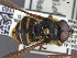  ( - UAM:Ento:232210)  @13 [ ] CreativeCommons - Attribution Non-Commercial No Derivatives (2014) Derek Sikes University of Alaska Museum