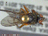  ( - UAM:Ento:230778)  @12 [ ] CreativeCommons - Attribution Non-Commercial No Derivatives (2014) Derek Sikes University of Alaska Museum