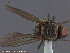  ( - UAM:Ento:231063)  @13 [ ] CreativeCommons - Attribution Non-Commercial No Derivatives (2014) Derek Sikes University of Alaska Museum