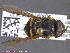  ( - UAM:Ento:232032)  @13 [ ] CreativeCommons - Attribution Non-Commercial No Derivatives (2014) Derek Sikes University of Alaska Museum