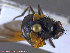  ( - UAM:Ento:232036)  @13 [ ] CreativeCommons - Attribution Non-Commercial No Derivatives (2014) Derek Sikes University of Alaska Museum