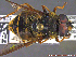  ( - UAM:Ento:234049)  @13 [ ] CreativeCommons - Attribution Non-Commercial No Derivatives (2014) Derek Sikes University of Alaska Museum