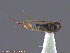  ( - UAM:Ento:234069)  @12 [ ] CreativeCommons - Attribution Non-Commercial No Derivatives (2014) Derek Sikes University of Alaska Museum