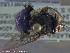  ( - UAM:Ento:231354)  @13 [ ] CreativeCommons - Attribution Non-Commercial No Derivatives (2014) Derek Sikes University of Alaska Museum