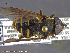  ( - UAM:Ento:231323)  @13 [ ] CreativeCommons - Attribution Non-Commercial No Derivatives (2014) Derek Sikes University of Alaska Museum