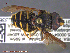  ( - UAM:Ento:231347)  @14 [ ] CreativeCommons - Attribution Non-Commercial No Derivatives (2014) Derek Sikes University of Alaska Museum
