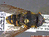  ( - UAM:Ento:231325)  @13 [ ] CreativeCommons - Attribution Non-Commercial No Derivatives (2014) Derek Sikes University of Alaska Museum