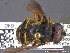  ( - UAM:Ento:231322)  @13 [ ] CreativeCommons - Attribution Non-Commercial No Derivatives (2014) Derek Sikes University of Alaska Museum