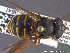  ( - UAM:Ento:231321)  @14 [ ] CreativeCommons - Attribution Non-Commercial No Derivatives (2014) Derek Sikes University of Alaska Museum
