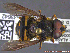  ( - UAM:Ento:231320)  @13 [ ] CreativeCommons - Attribution Non-Commercial No Derivatives (2014) Derek Sikes University of Alaska Museum