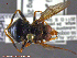  ( - UAM:Ento:231319)  @12 [ ] CreativeCommons - Attribution Non-Commercial No Derivatives (2014) Derek Sikes University of Alaska Museum