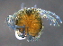  ( - BIOUG15122-D05)  @13 [ ] CreativeCommons - Attribution (2015) CBG Photography Group Centre for Biodiversity Genomics