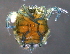  ( - BIOUG15122-D07)  @13 [ ] CreativeCommons - Attribution (2015) CBG Photography Group Centre for Biodiversity Genomics