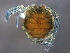  ( - BIOUG15122-D08)  @13 [ ] CreativeCommons - Attribution (2015) CBG Photography Group Centre for Biodiversity Genomics