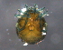  ( - BIOUG15122-E04)  @11 [ ] CreativeCommons - Attribution (2015) CBG Photography Group Centre for Biodiversity Genomics