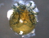  ( - BIOUG15122-E05)  @13 [ ] CreativeCommons - Attribution (2015) CBG Photography Group Centre for Biodiversity Genomics