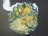  ( - BIOUG15122-E06)  @11 [ ] CreativeCommons - Attribution (2015) CBG Photography Group Centre for Biodiversity Genomics