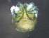  ( - BIOUG15122-E07)  @11 [ ] CreativeCommons - Attribution (2015) CBG Photography Group Centre for Biodiversity Genomics