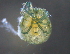  ( - BIOUG15122-E08)  @11 [ ] CreativeCommons - Attribution (2015) CBG Photography Group Centre for Biodiversity Genomics