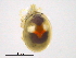  ( - BIOUG15123-B08)  @13 [ ] CreativeCommons - Attribution (2014) CBG Photography Group Centre for Biodiversity Genomics