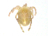  (Tyrrelliinae - BIOUG19579-A11)  @11 [ ] CreativeCommons - Attribution (2018) CBG Photography Group Centre for Biodiversity Genomics