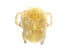  ( - BIOUG19579-A12)  @11 [ ] CreativeCommons - Attribution (2018) CBG Photography Group Centre for Biodiversity Genomics