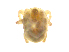  ( - BIOUG19579-B04)  @11 [ ] CreativeCommons - Attribution (2018) CBG Photography Group Centre for Biodiversity Genomics