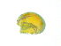  (Frontipoda - BIOUG19579-F01)  @11 [ ] CreativeCommons - Attribution (2018) CBG Photography Group Centre for Biodiversity Genomics