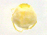  ( - BIOUG19580-B06)  @11 [ ] CreativeCommons - Attribution (2019) CBG Photography Group Centre for Biodiversity Genomics