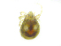  ( - BIOUG19581-B02)  @11 [ ] CreativeCommons - Attribution (2019) CBG Photography Group Centre for Biodiversity Genomics