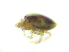  ( - BIOUG19581-B03)  @11 [ ] CreativeCommons - Attribution (2019) CBG Photography Group Centre for Biodiversity Genomics