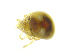  ( - BIOUG19581-E07)  @11 [ ] CreativeCommons - Attribution (2019) CBG Photography Group Centre for Biodiversity Genomics