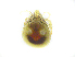  ( - BIOUG19581-G01)  @11 [ ] CreativeCommons - Attribution (2019) CBG Photography Group Centre for Biodiversity Genomics