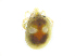  ( - BIOUG19581-G03)  @11 [ ] CreativeCommons - Attribution (2019) CBG Photography Group Centre for Biodiversity Genomics