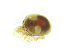  ( - BIOUG19581-G04)  @11 [ ] CreativeCommons - Attribution (2019) CBG Photography Group Centre for Biodiversity Genomics