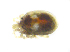  ( - BIOUG19581-G05)  @11 [ ] CreativeCommons - Attribution (2019) CBG Photography Group Centre for Biodiversity Genomics