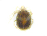  ( - BIOUG19581-G06)  @11 [ ] CreativeCommons - Attribution (2019) CBG Photography Group Centre for Biodiversity Genomics