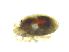  ( - BIOUG19581-G07)  @11 [ ] CreativeCommons - Attribution (2019) CBG Photography Group Centre for Biodiversity Genomics
