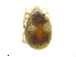  ( - BIOUG19581-G08)  @11 [ ] CreativeCommons - Attribution (2019) CBG Photography Group Centre for Biodiversity Genomics