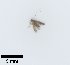  (Ochrotrichia stylata - UCOL_0614)  @11 [ ] CreativeCommons  Attribution Non-Commercial Share-Alike (2024) Unspecified Brigham Young University