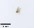  (Ochrotrichia lometa - UCOL_0731)  @11 [ ] CreativeCommons  Attribution Non-Commercial Share-Alike (2023) Unspecified Brigham Young University
