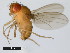  (Drosophila teissieri - 14021-0257.00)  @11 [ ] Copyright (2011) CBG Photography Group Centre for Biodiversity Genomics