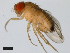  (Drosophila yakuba - 14021-0261.00)  @11 [ ] Copyright (2011) CBG Photography Group Centre for Biodiversity Genomics