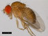  (Drosophila malerkotliana - 14024-0391.02)  @11 [ ] Copyright (2011) CBG Photography Group Centre for Biodiversity Genomics