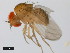  (Drosophila parabipectinata - 14024-0401.04)  @11 [ ] Copyright (2011) CBG Photography Group Centre for Biodiversity Genomics